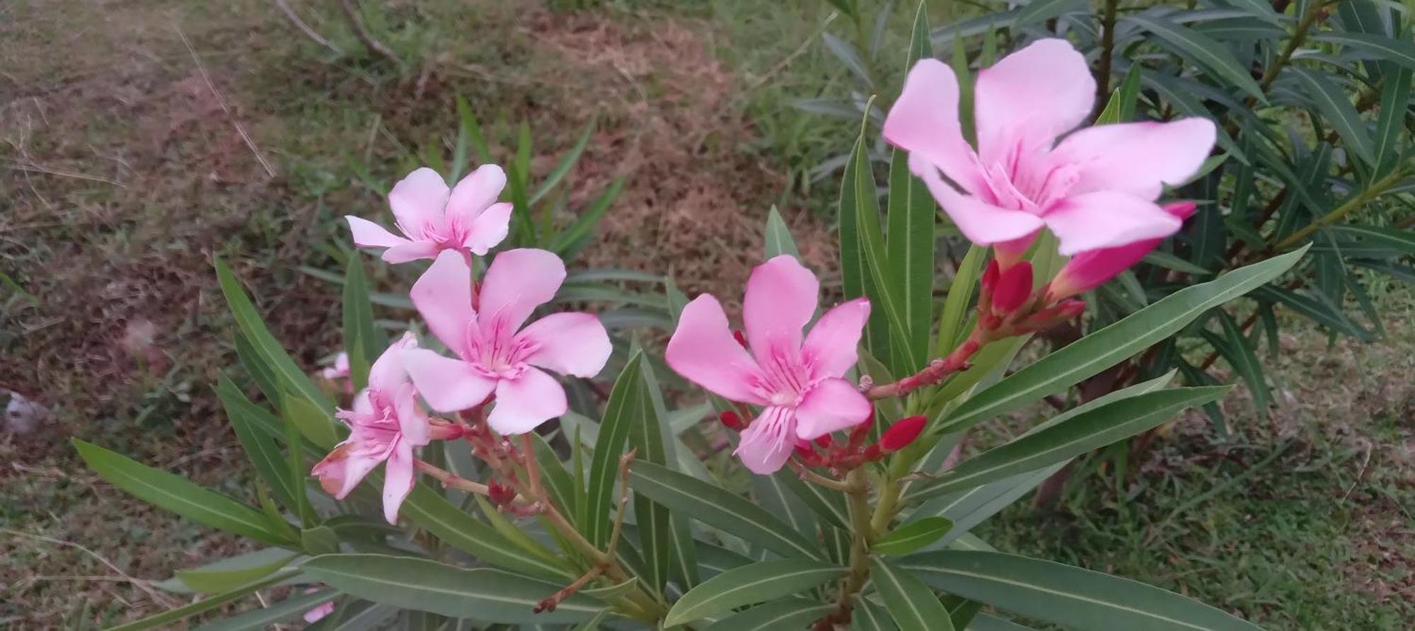 Bliss Lake, Holiday Bungalow, Thissawewa أنرادابورام المظهر الخارجي الصورة